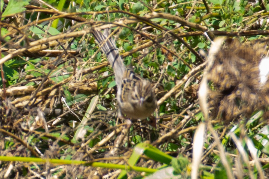 Clay-colored Sparrow - ML370588221
