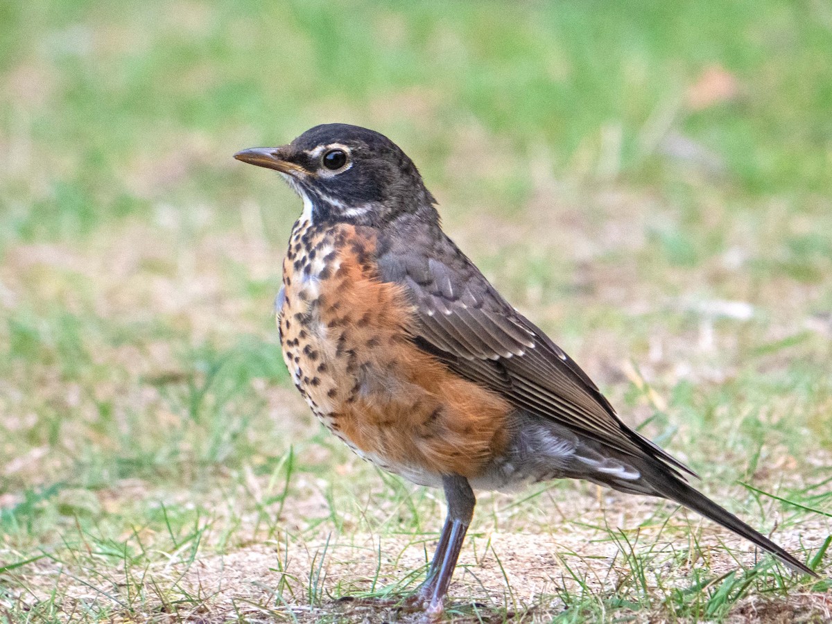 American Robin - Susan Elliott