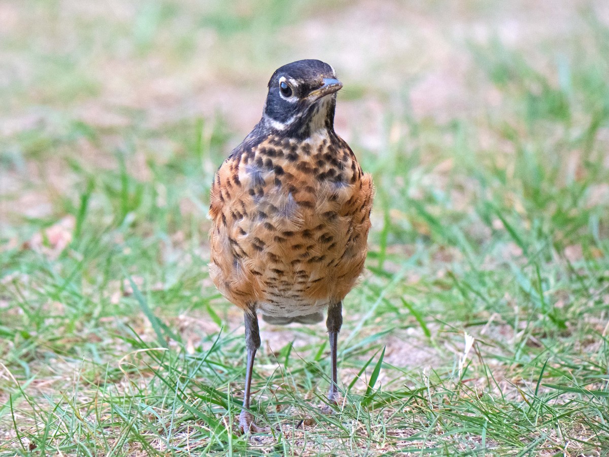 American Robin - Susan Elliott