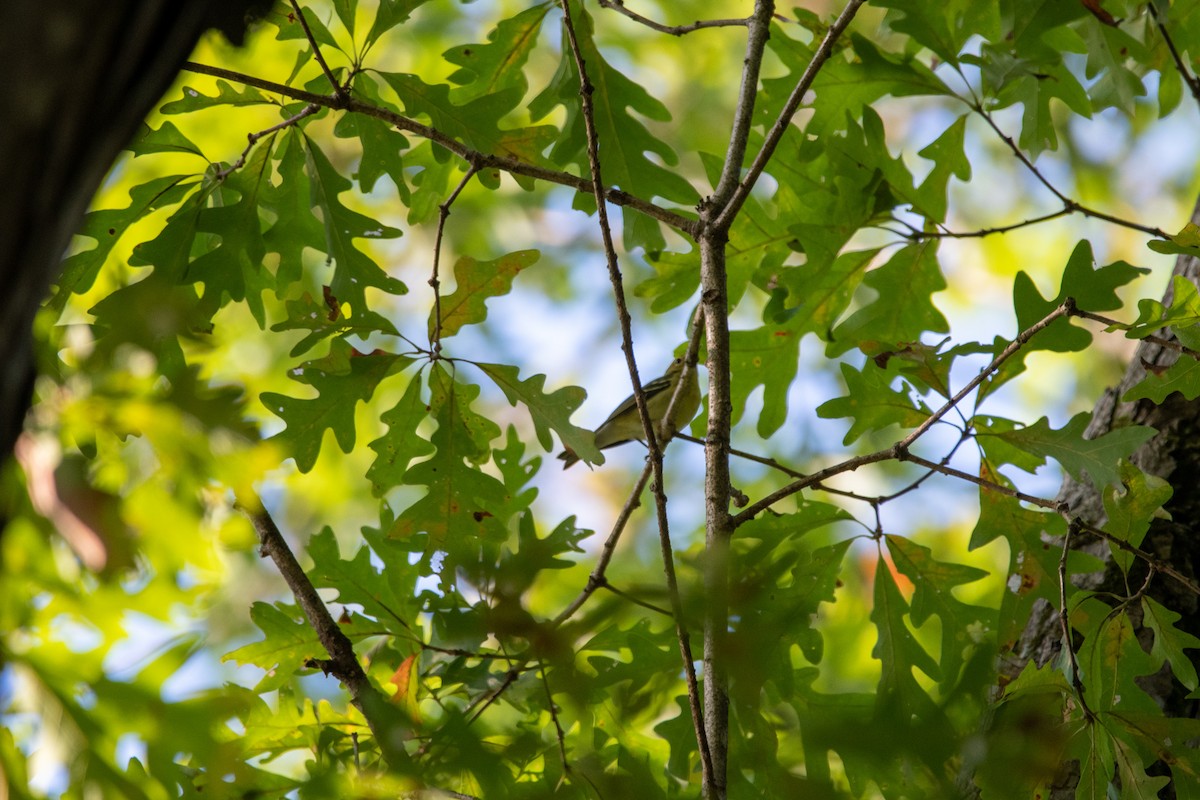 Vireo Gorjiamarillo - ML370591611