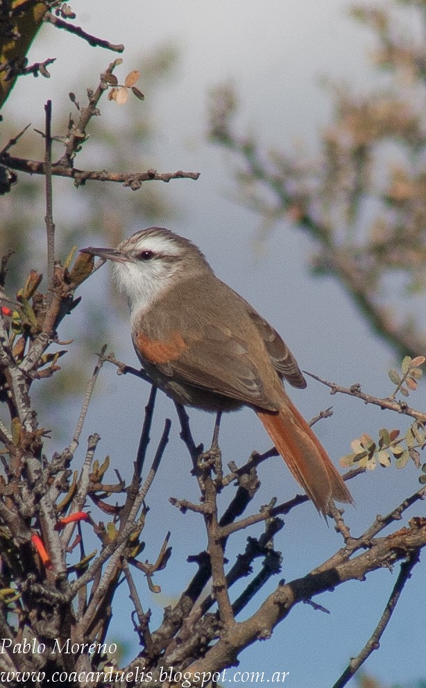 Stripe-crowned Spinetail - ML37059231