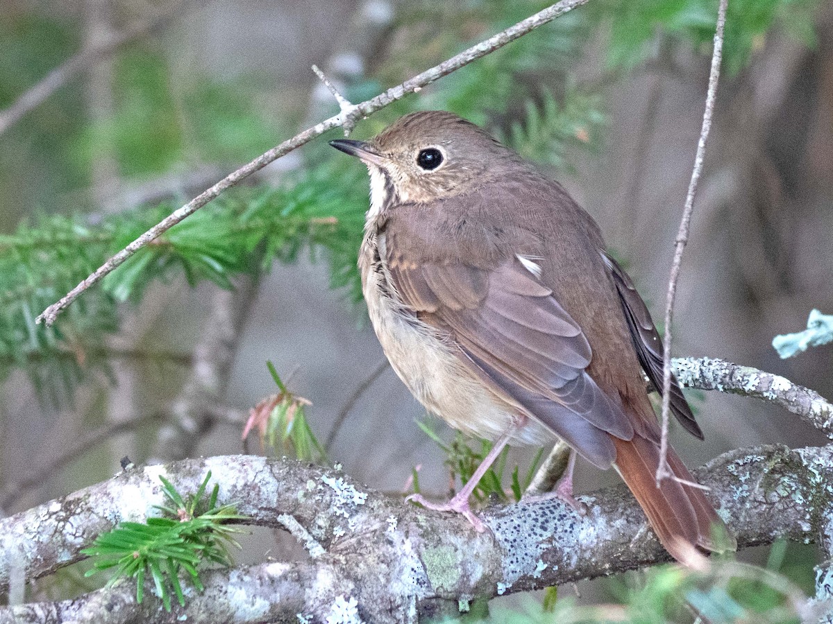 Hermit Thrush - ML370592311