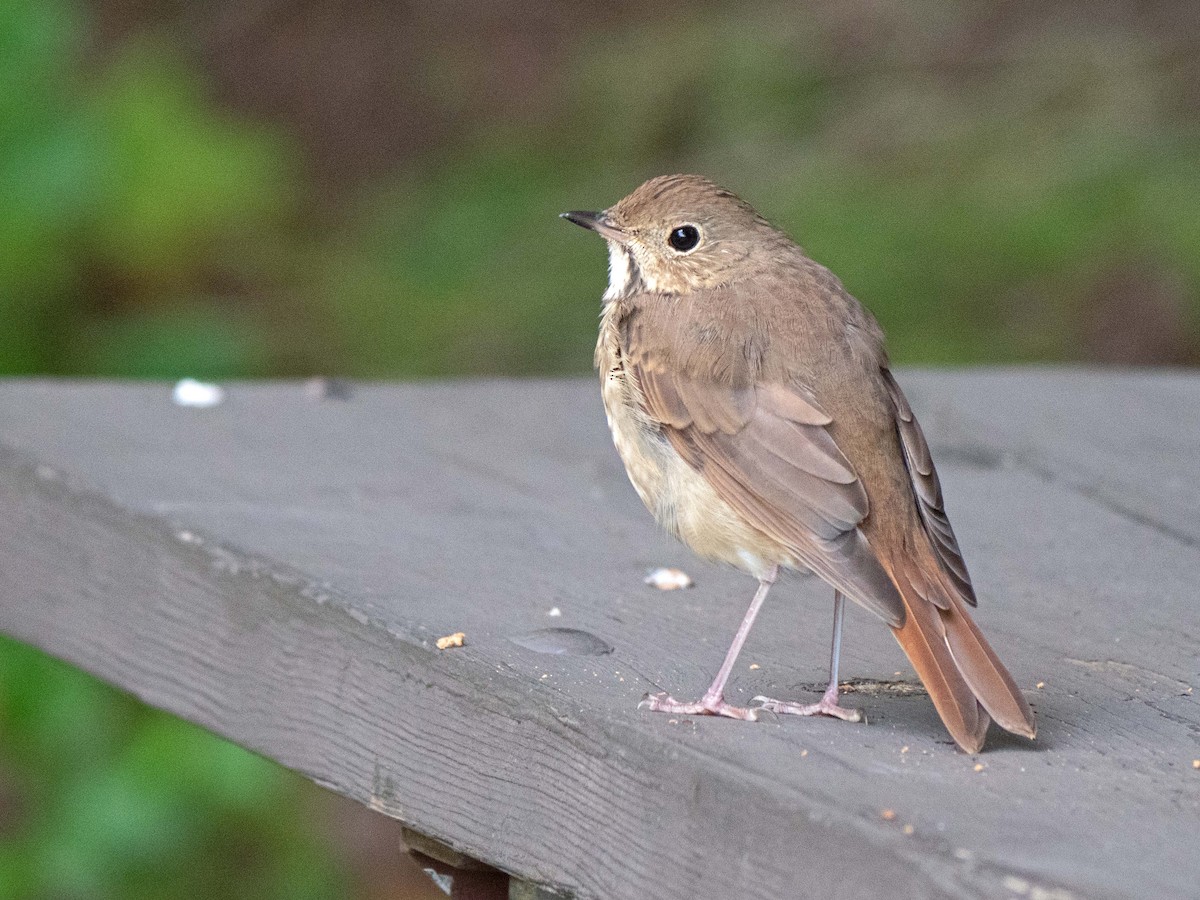 Hermit Thrush - ML370592321