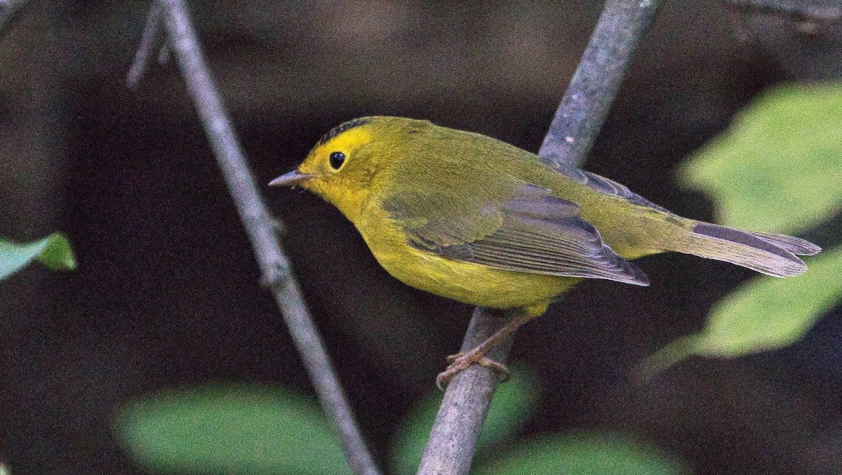 Wilson's Warbler - Wan Chan