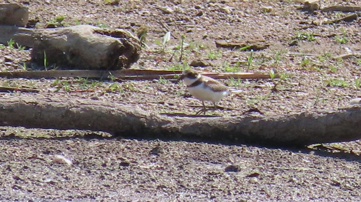 Semipalmated Plover - Carl Huffman