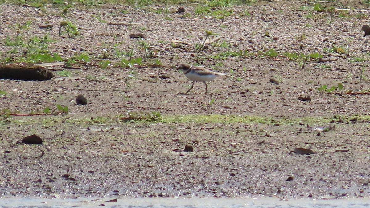 Semipalmated Plover - Carl Huffman