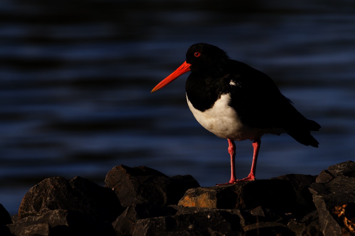 Pied Oystercatcher - ML370595711