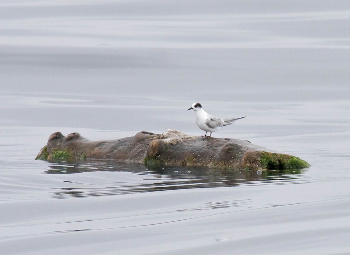 Arctic Tern - ML37059831