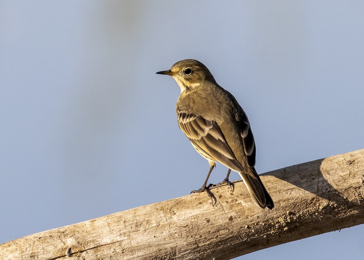 American Pipit - ML370599381