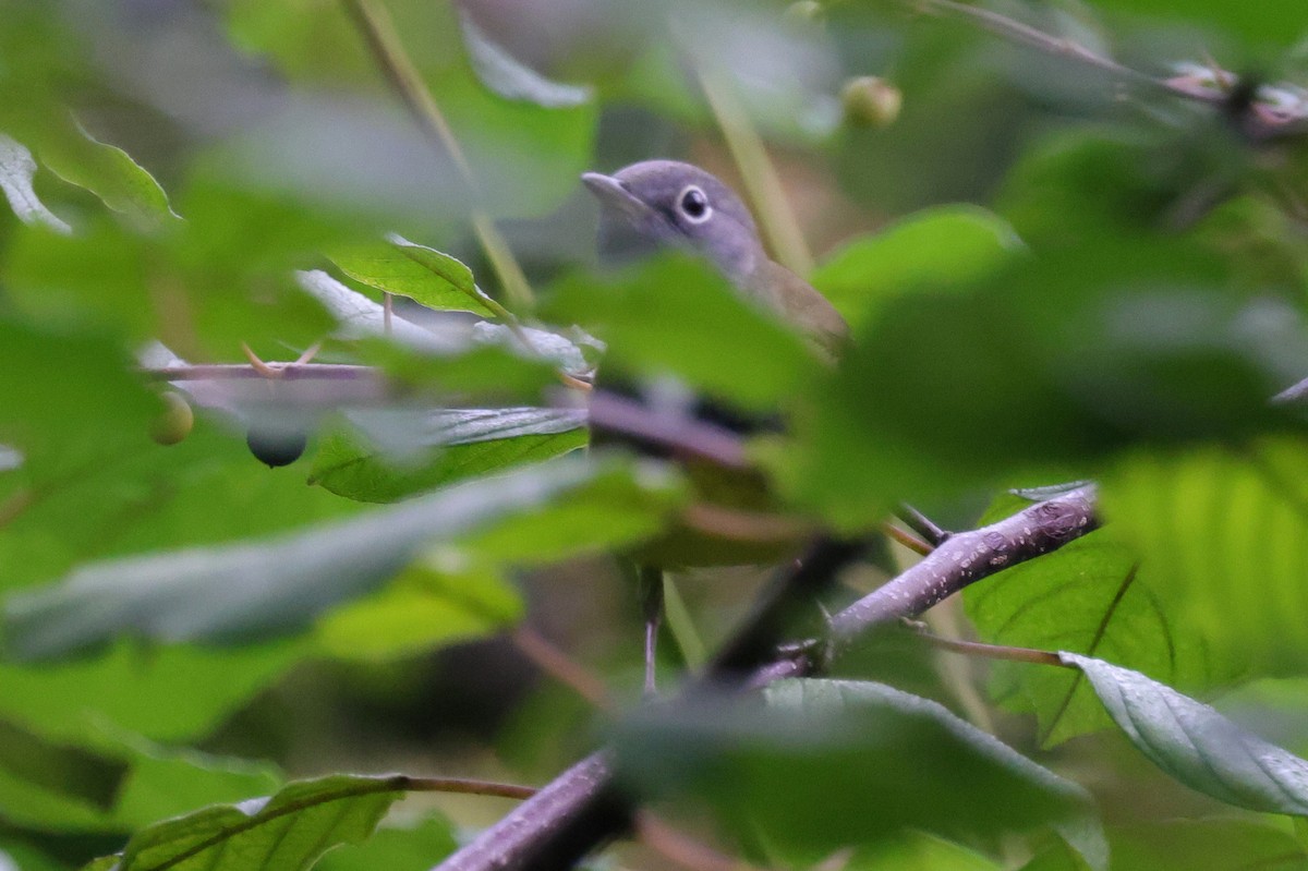 Connecticut Warbler - Tim Lenz