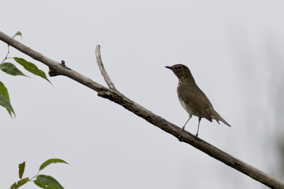 Swainson's Thrush - ML370600541