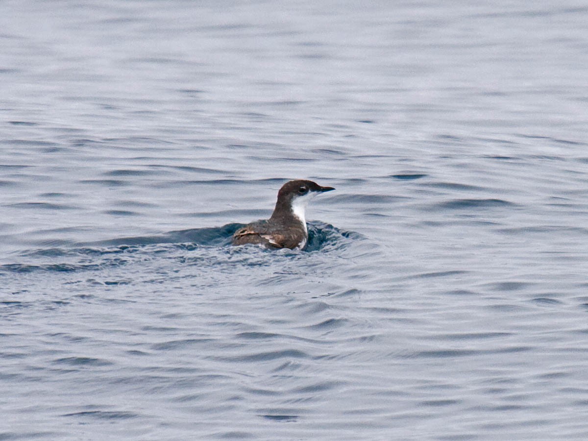 Scripps's Murrelet - ML37060161