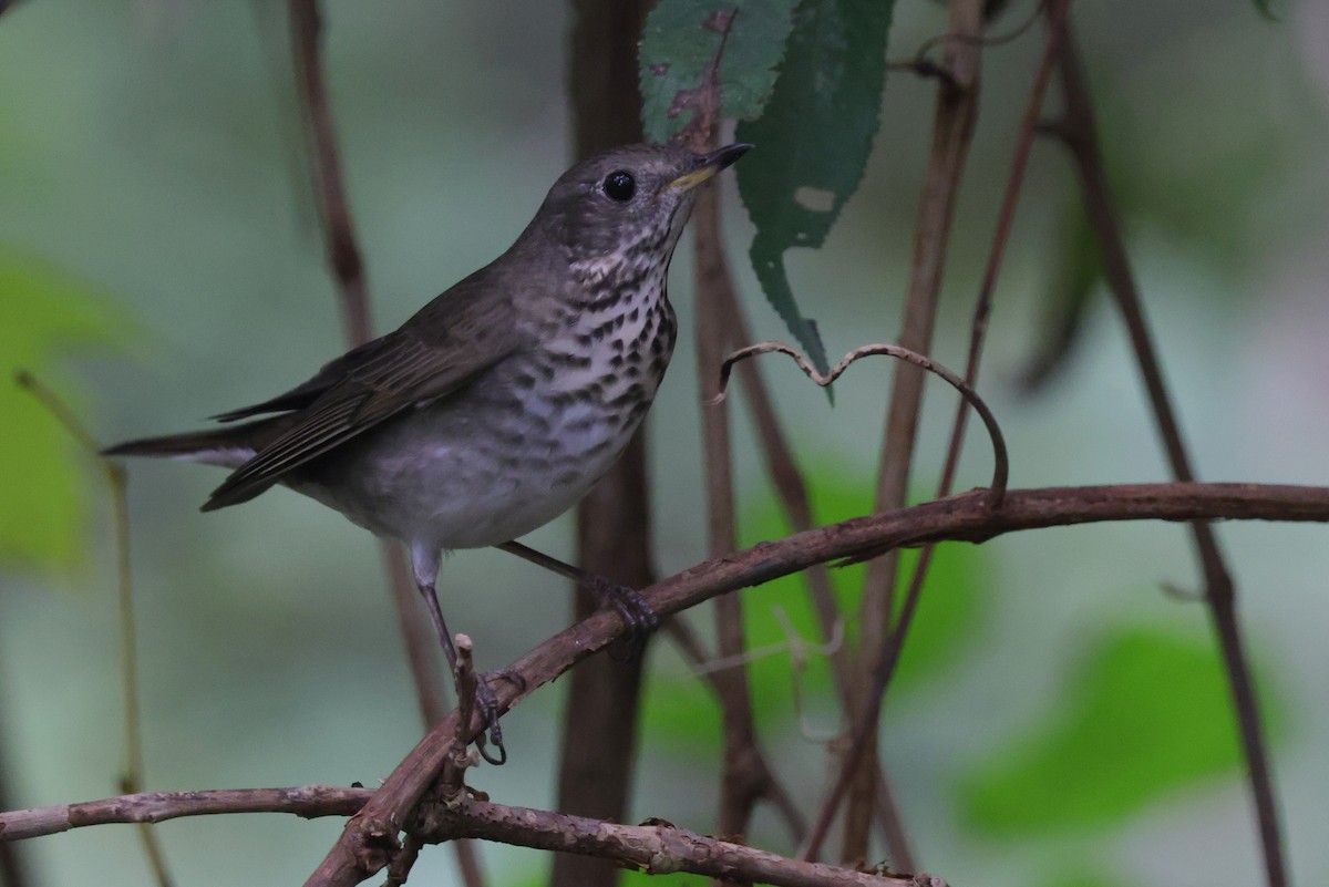 Gray-cheeked Thrush - Tim Lenz