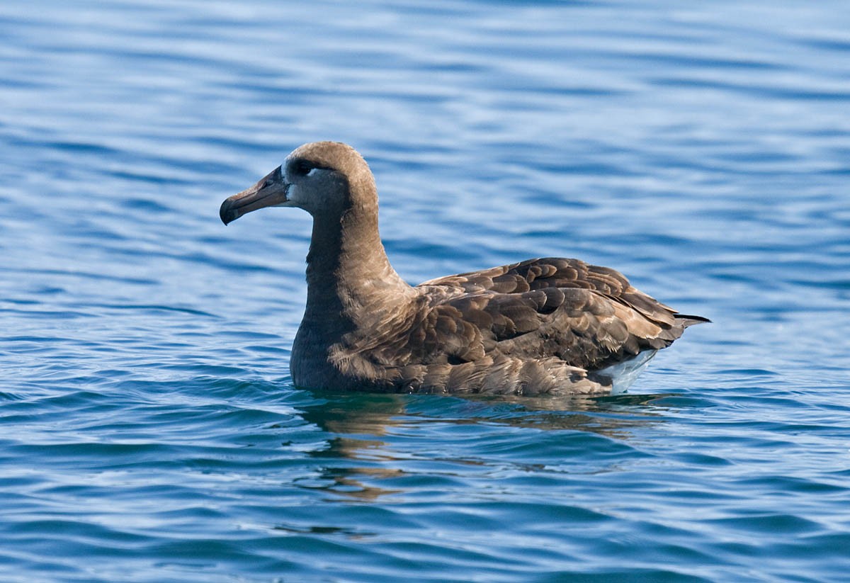 albatros černonohý - ML37060751