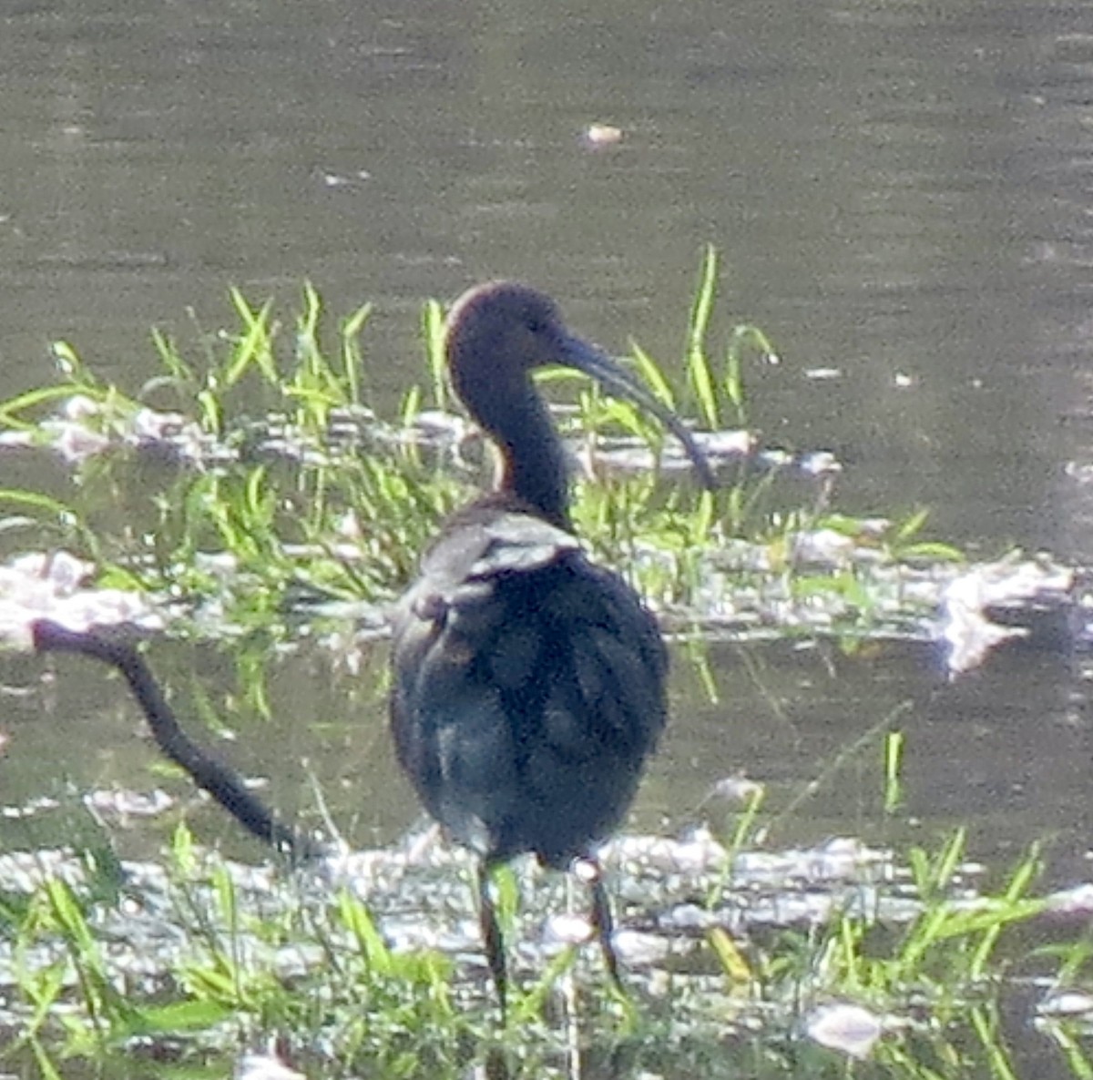 White-faced Ibis - ML370608621