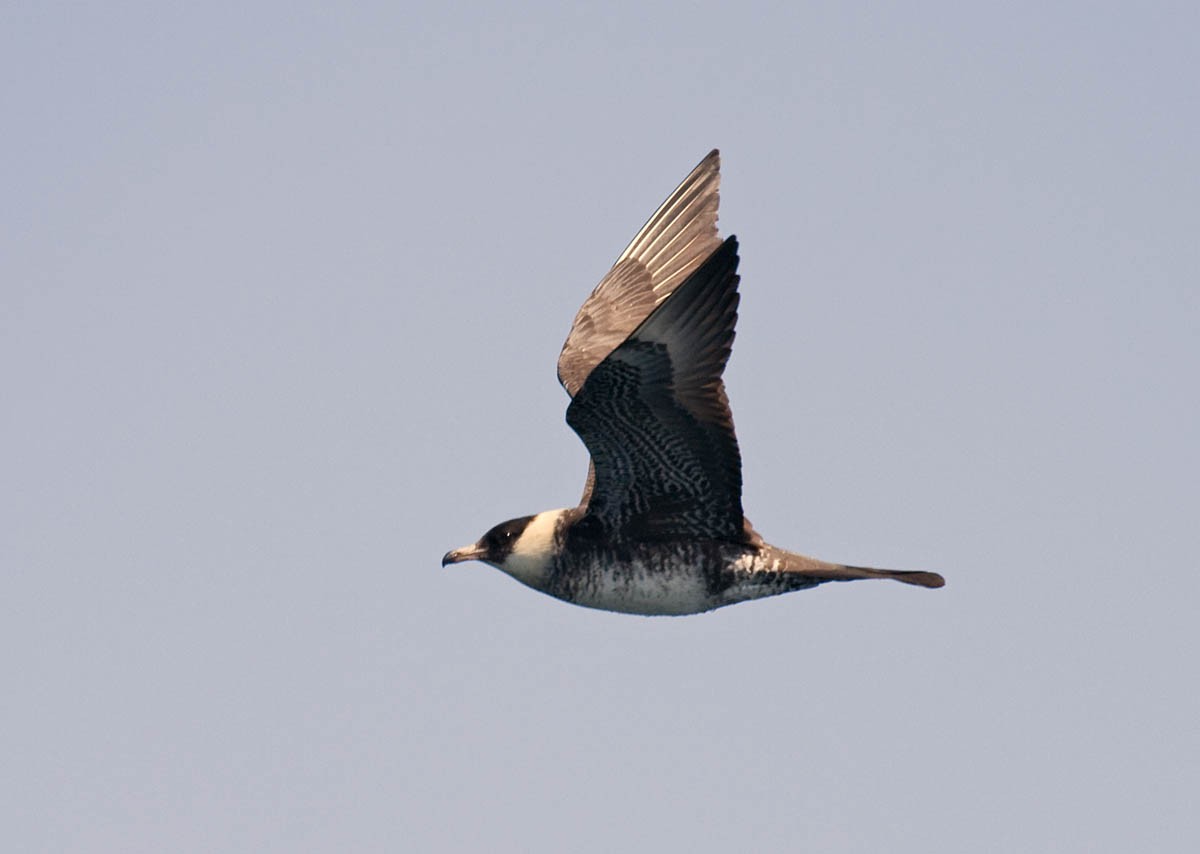 Pomarine Jaeger - Greg Gillson