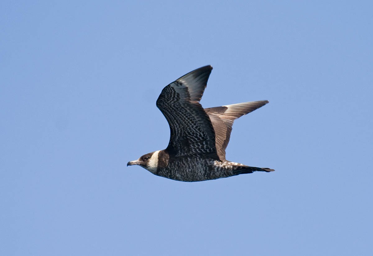 Pomarine Jaeger - ML37060881