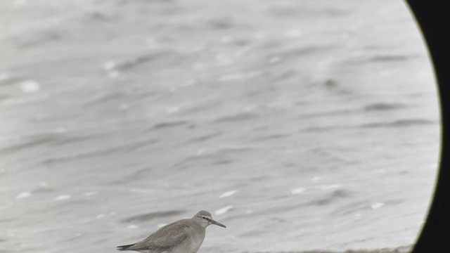 Gray-tailed Tattler - ML370609491