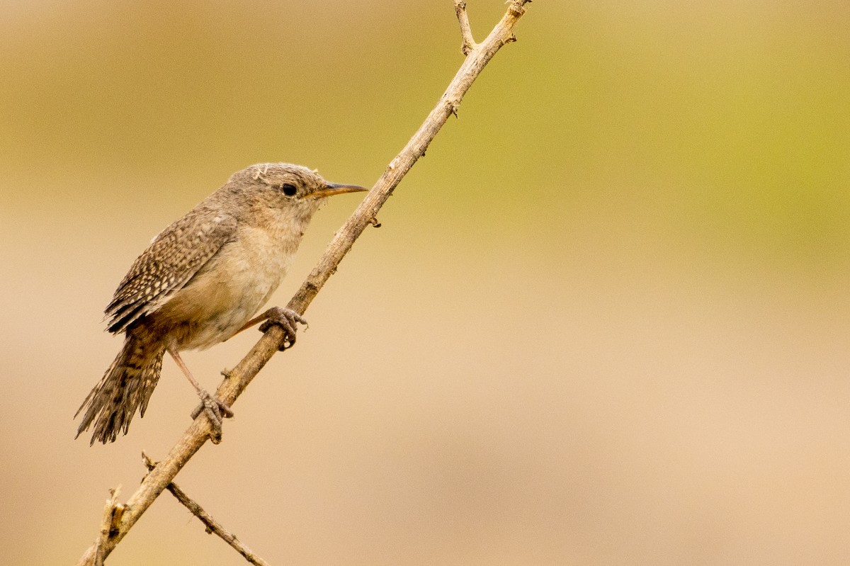 House Wren - Pablo Andrés Cáceres Contreras