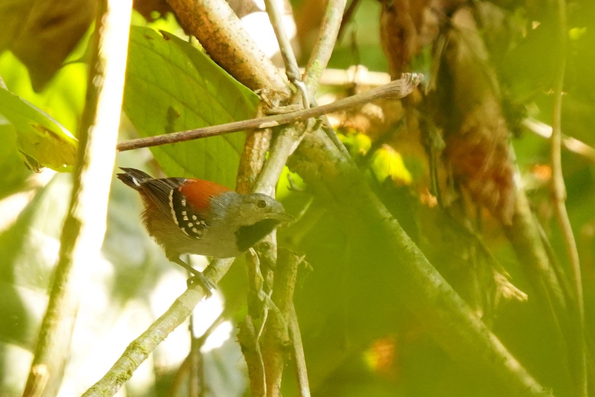 Ornate Stipplethroat - Luis Carlos García Mejía