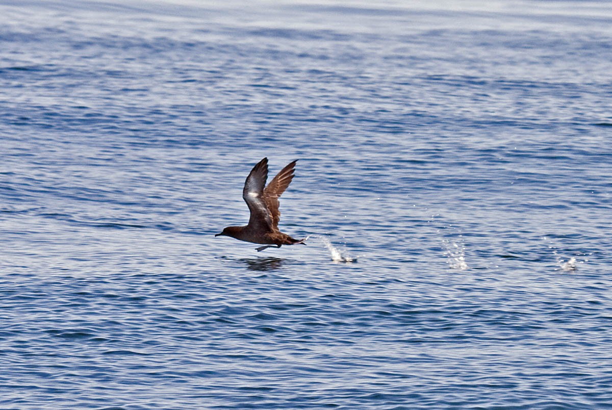 Sooty Shearwater - Greg Gillson