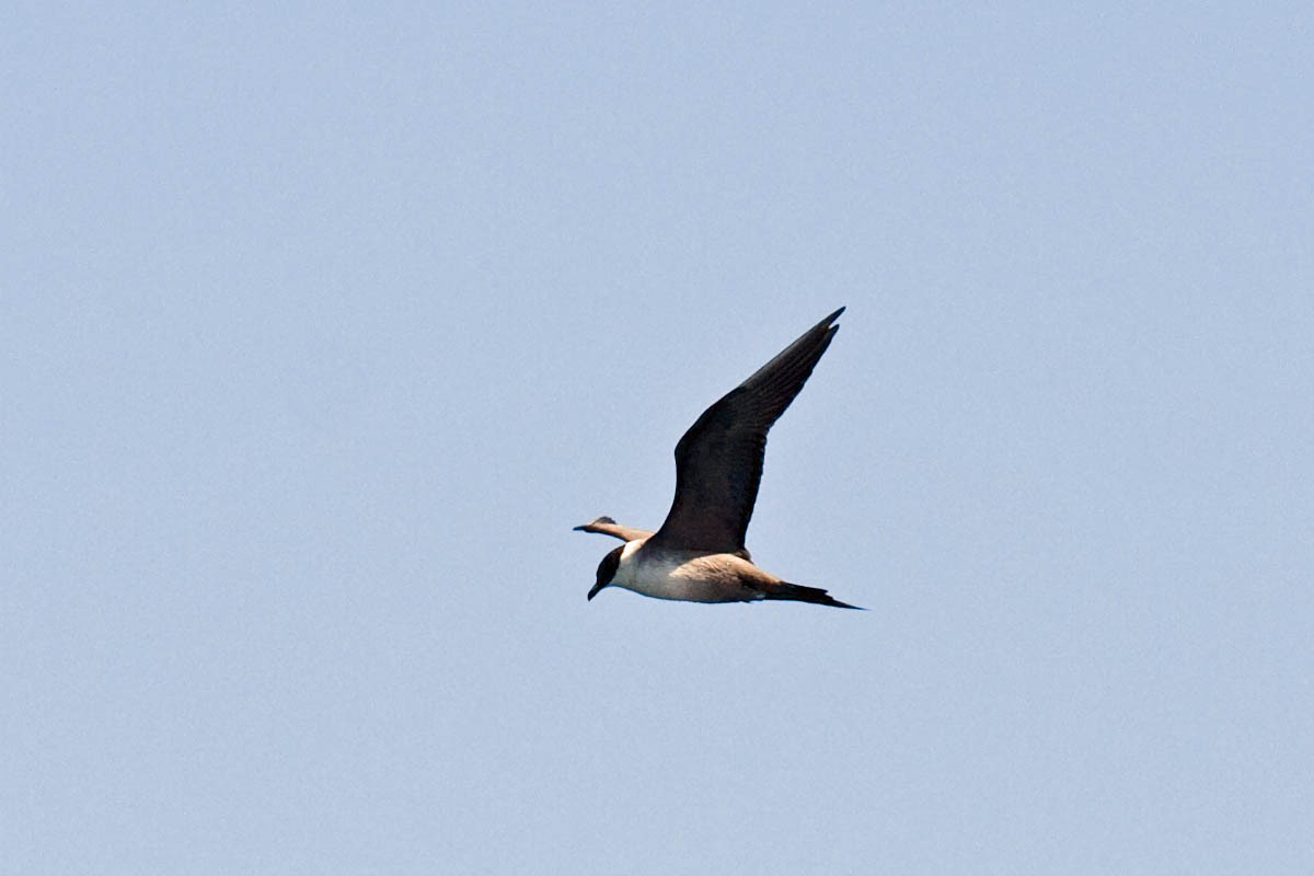 Long-tailed Jaeger - Greg Gillson