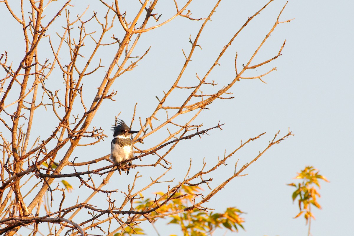 Belted Kingfisher - ML370613351