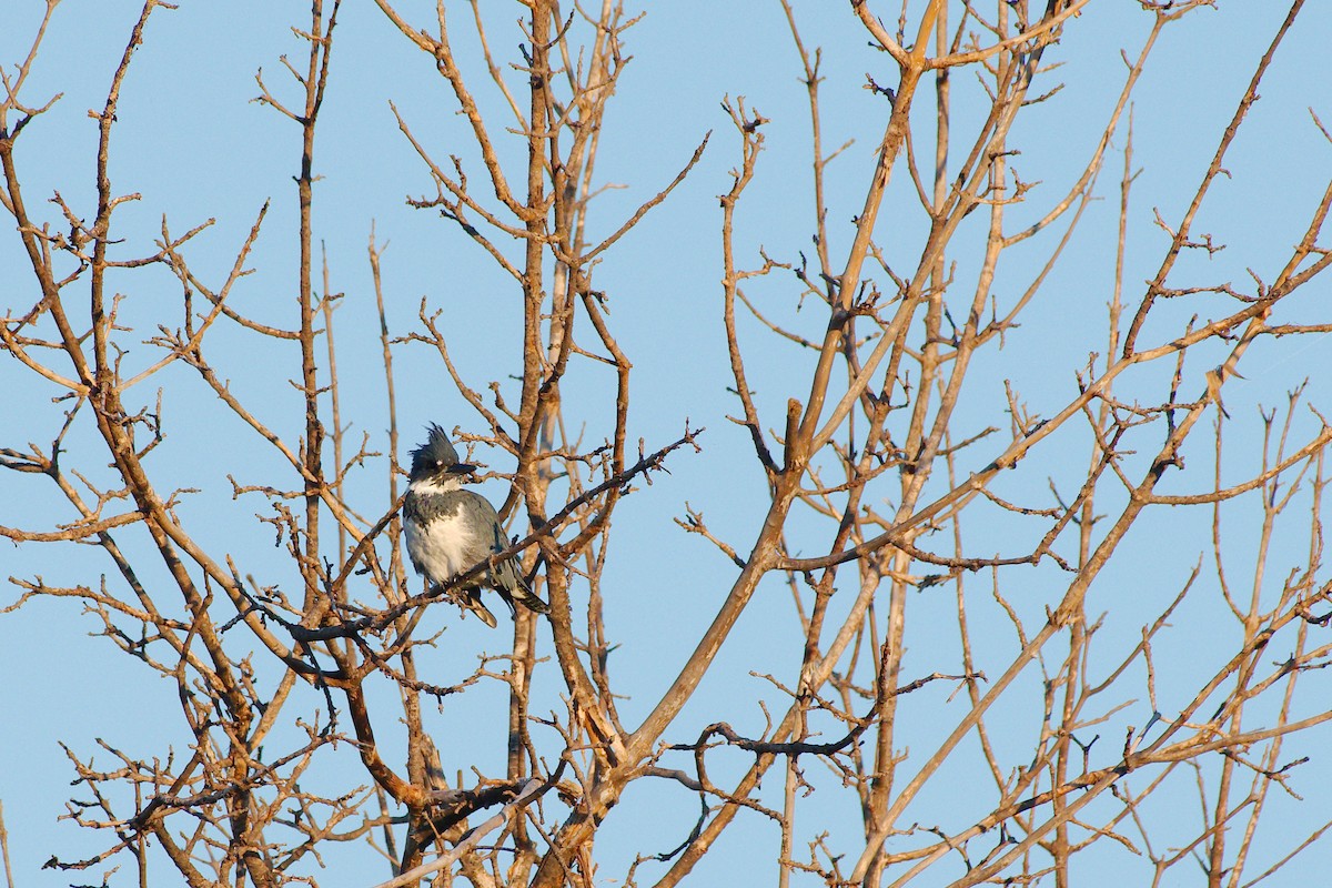 Belted Kingfisher - ML370613411