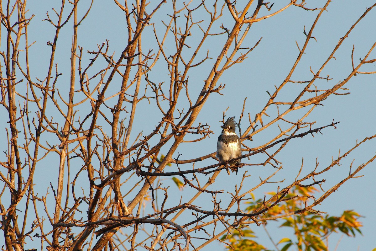 Belted Kingfisher - ML370613421