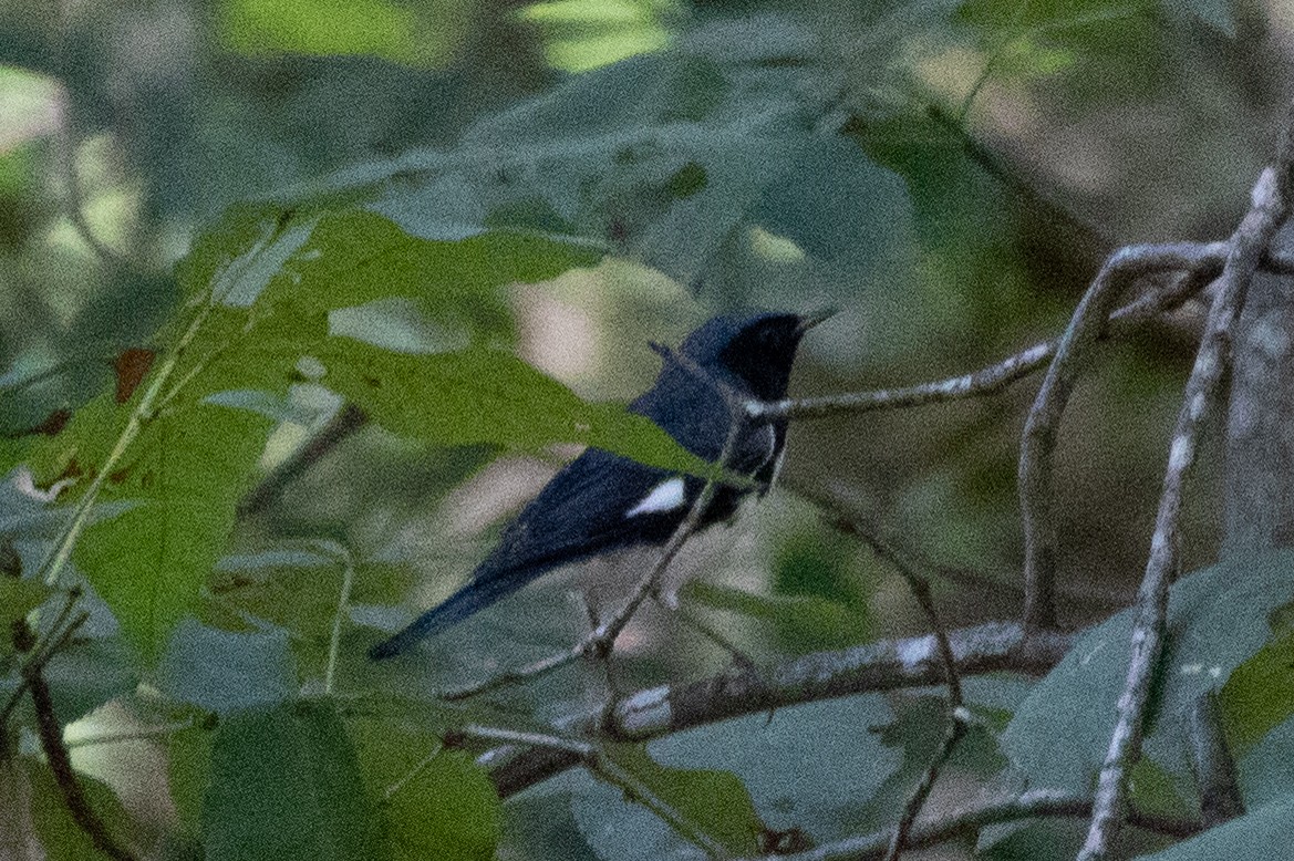 Black-throated Blue Warbler - ML370616551