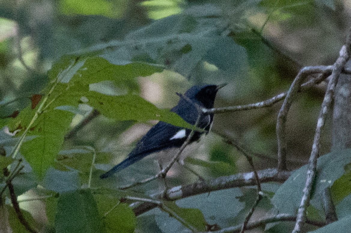 Black-throated Blue Warbler - Kelly Krechmer