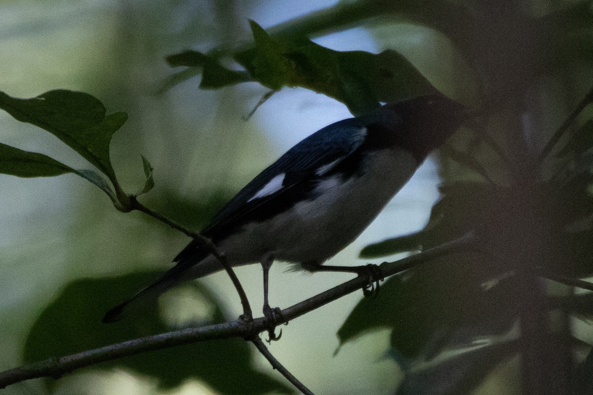 Paruline bleue - ML370616581