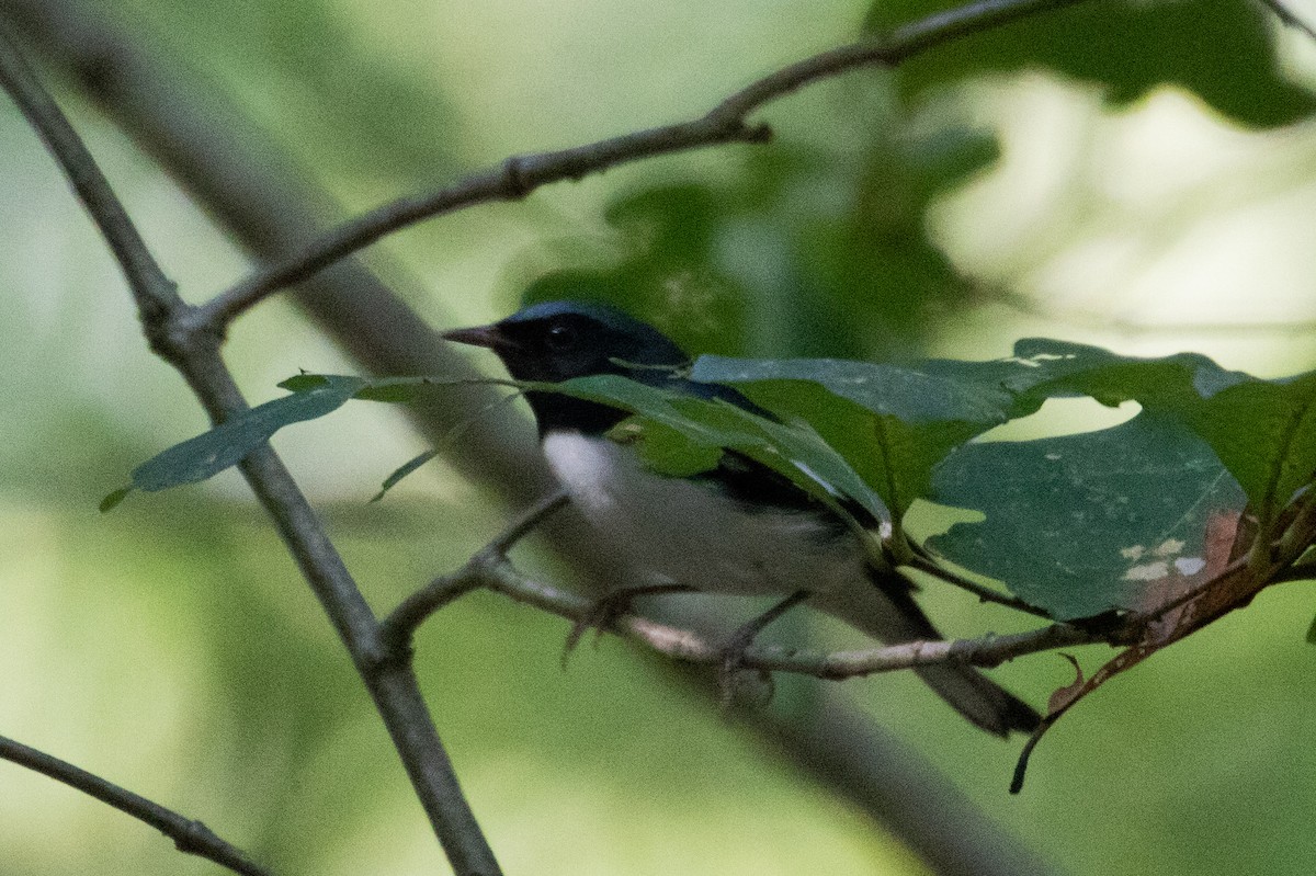 Black-throated Blue Warbler - ML370616651