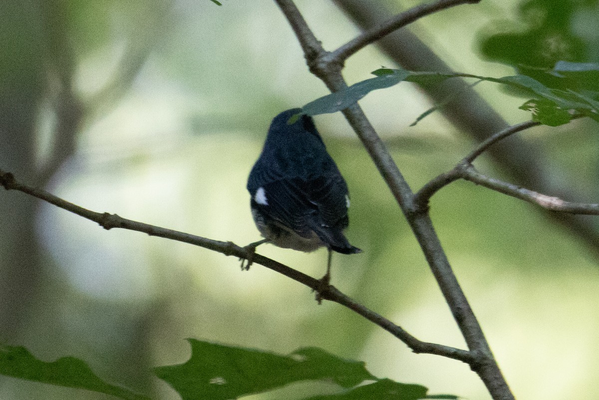 Black-throated Blue Warbler - ML370616661