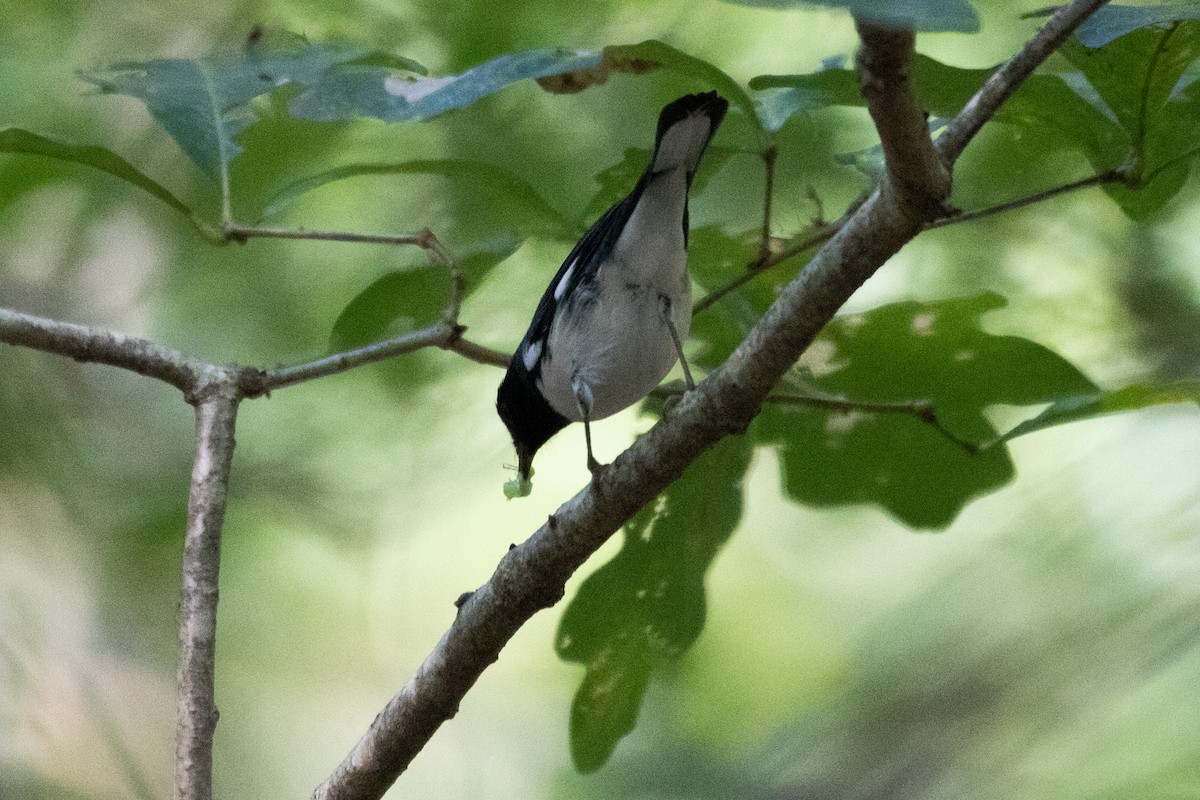 Black-throated Blue Warbler - ML370616721