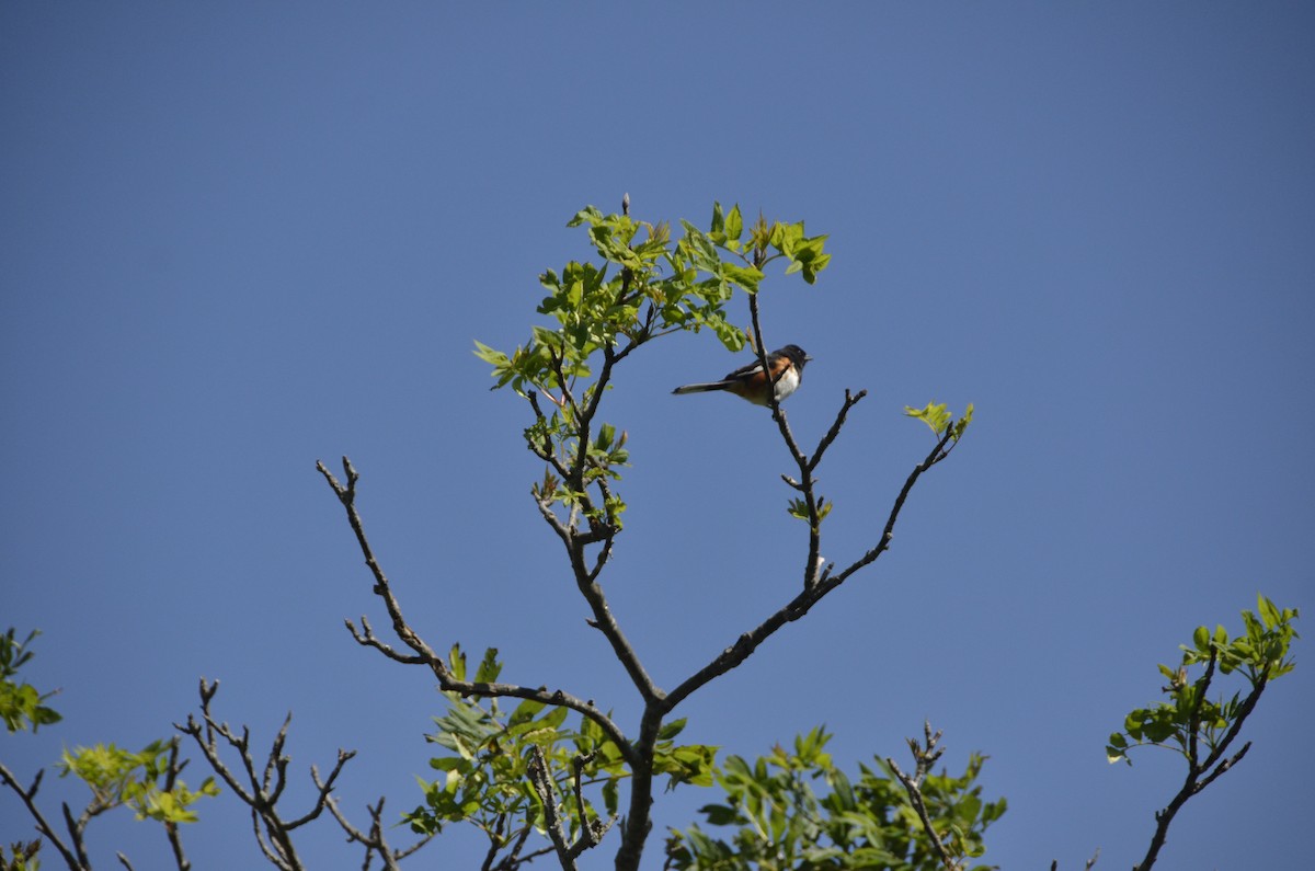 Eastern Towhee - ML370619391