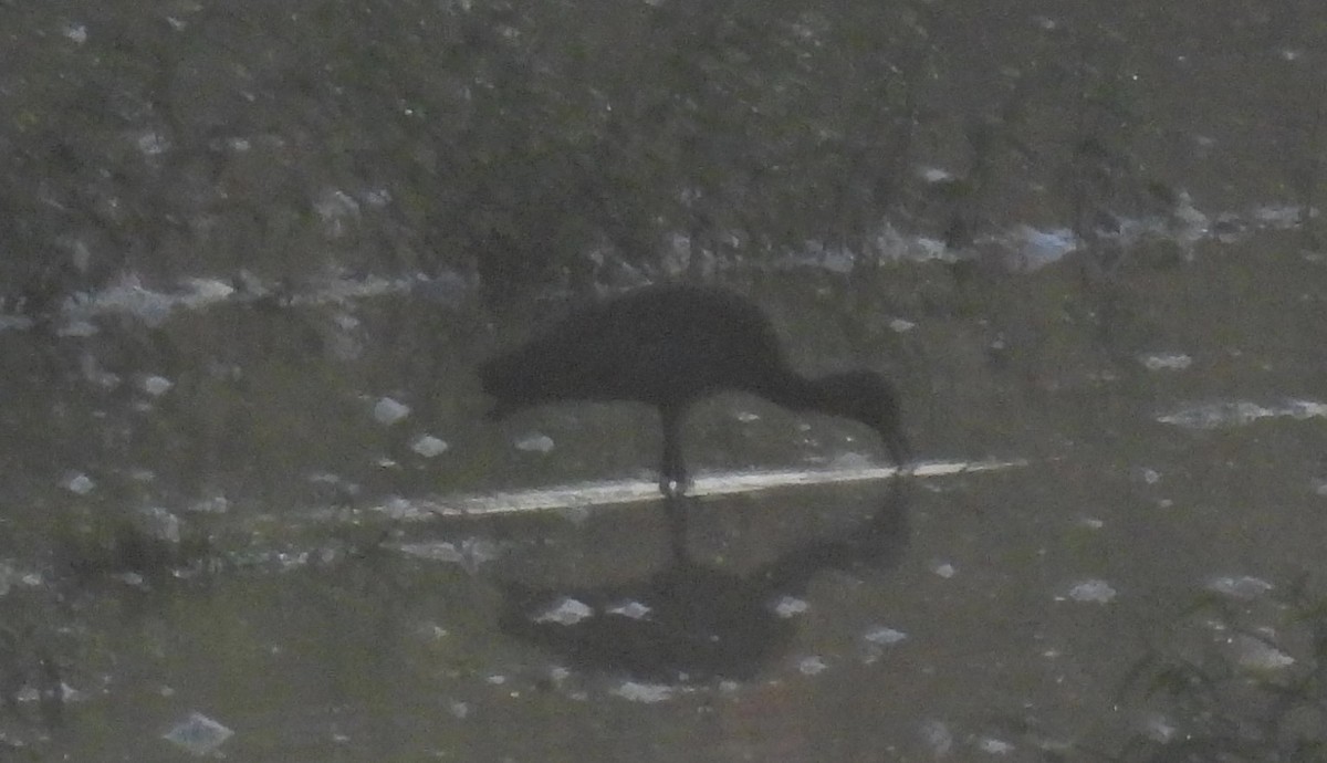 White-faced Ibis - ML370620961