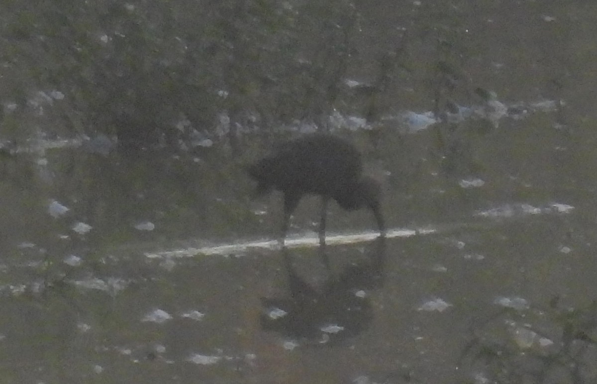 White-faced Ibis - ML370620991