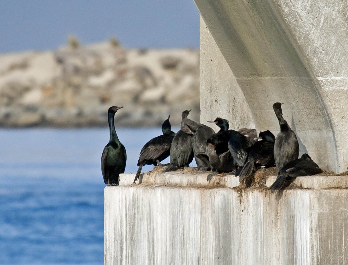 Pelagic Cormorant - Greg Gillson