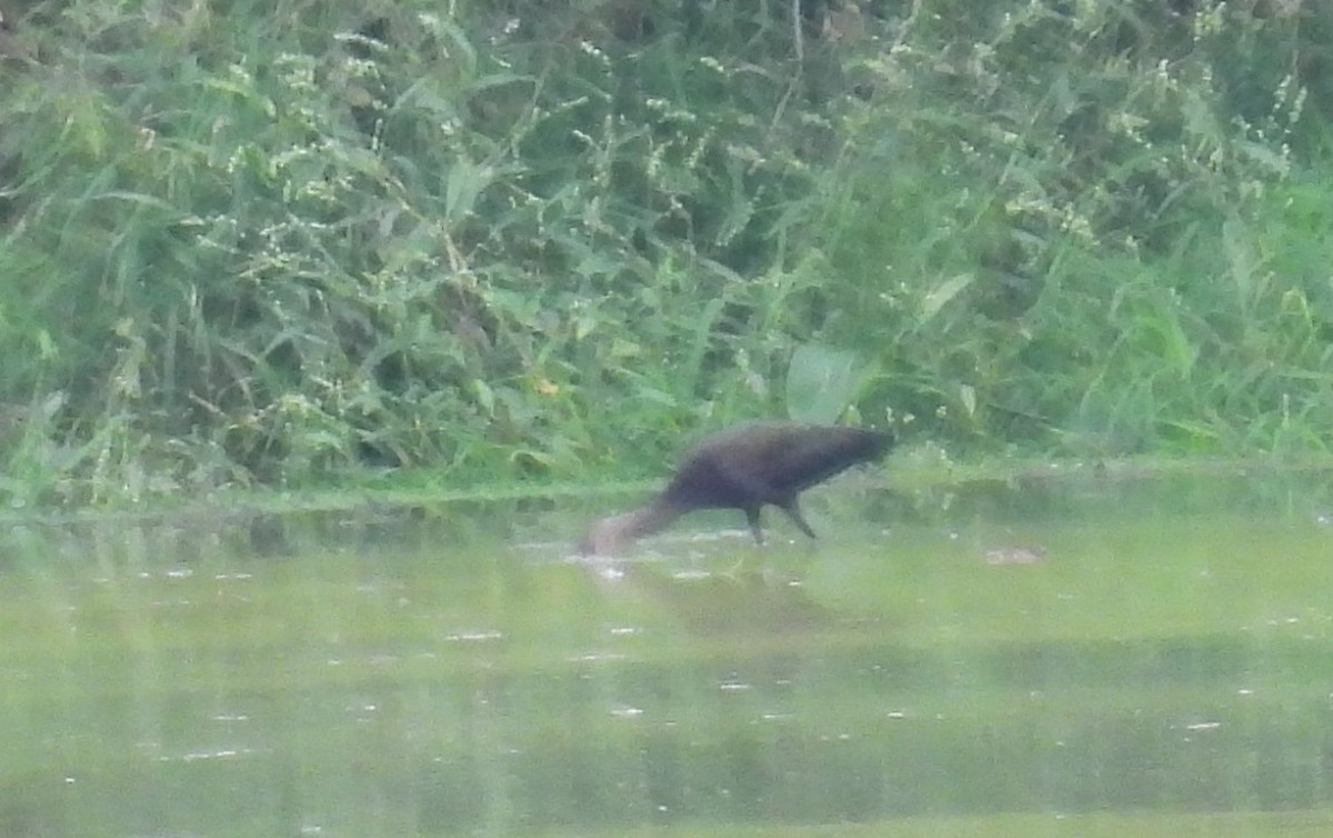 White-faced Ibis - ML370621441