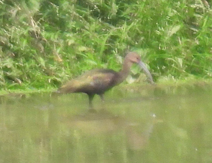 White-faced Ibis - Eric Hartshaw