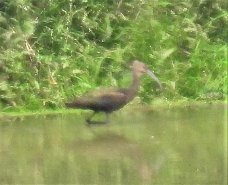 White-faced Ibis - ML370621671