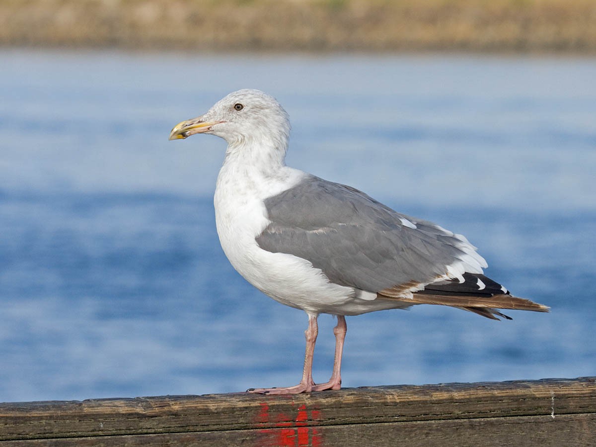 Western Gull - ML37062231