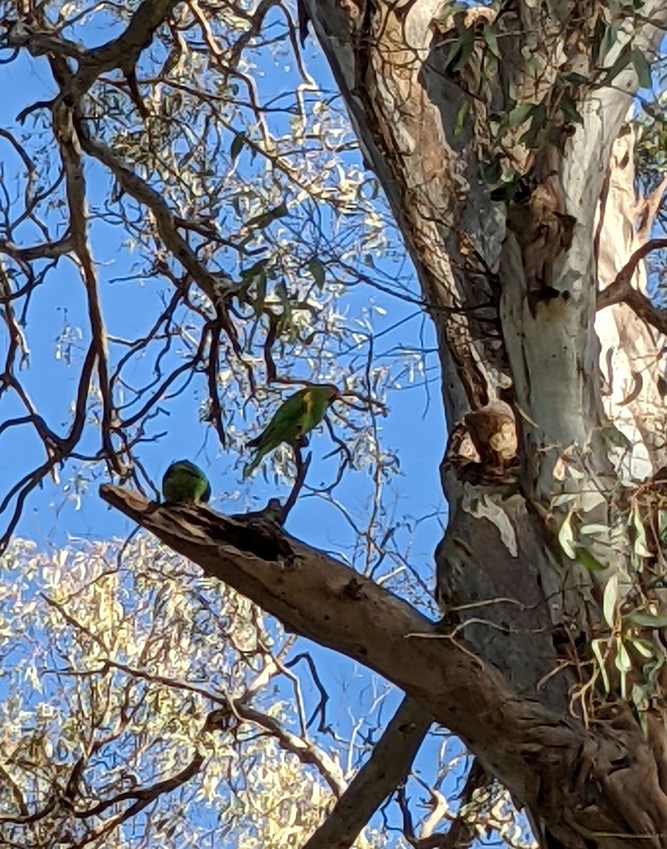 Musk Lorikeet - ML370622901