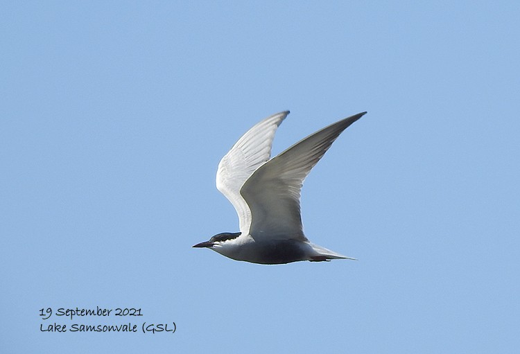 Whiskered Tern - ML370624511