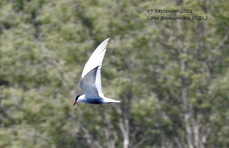 Whiskered Tern - ML370624571