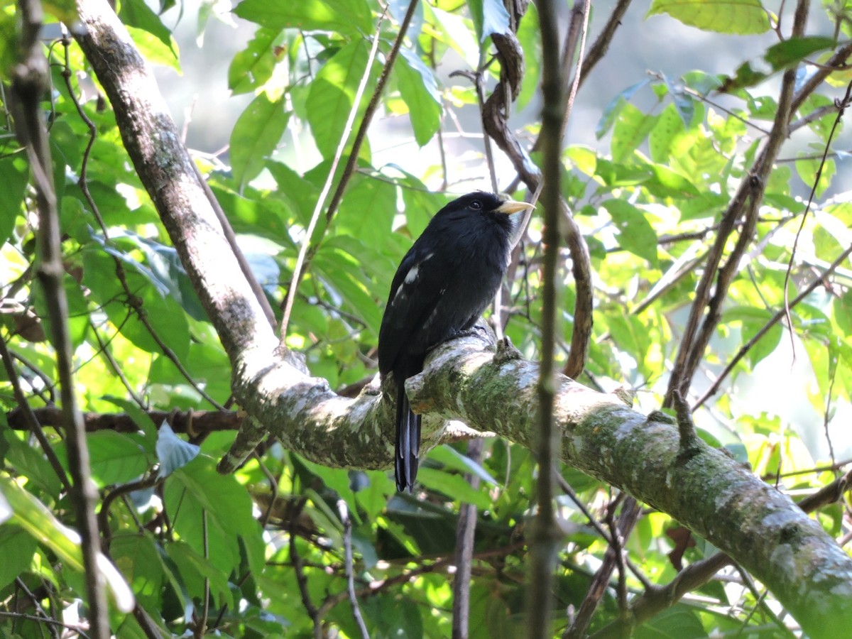 Yellow-billed Nunbird - Luisa Fernanda Chavez Paz