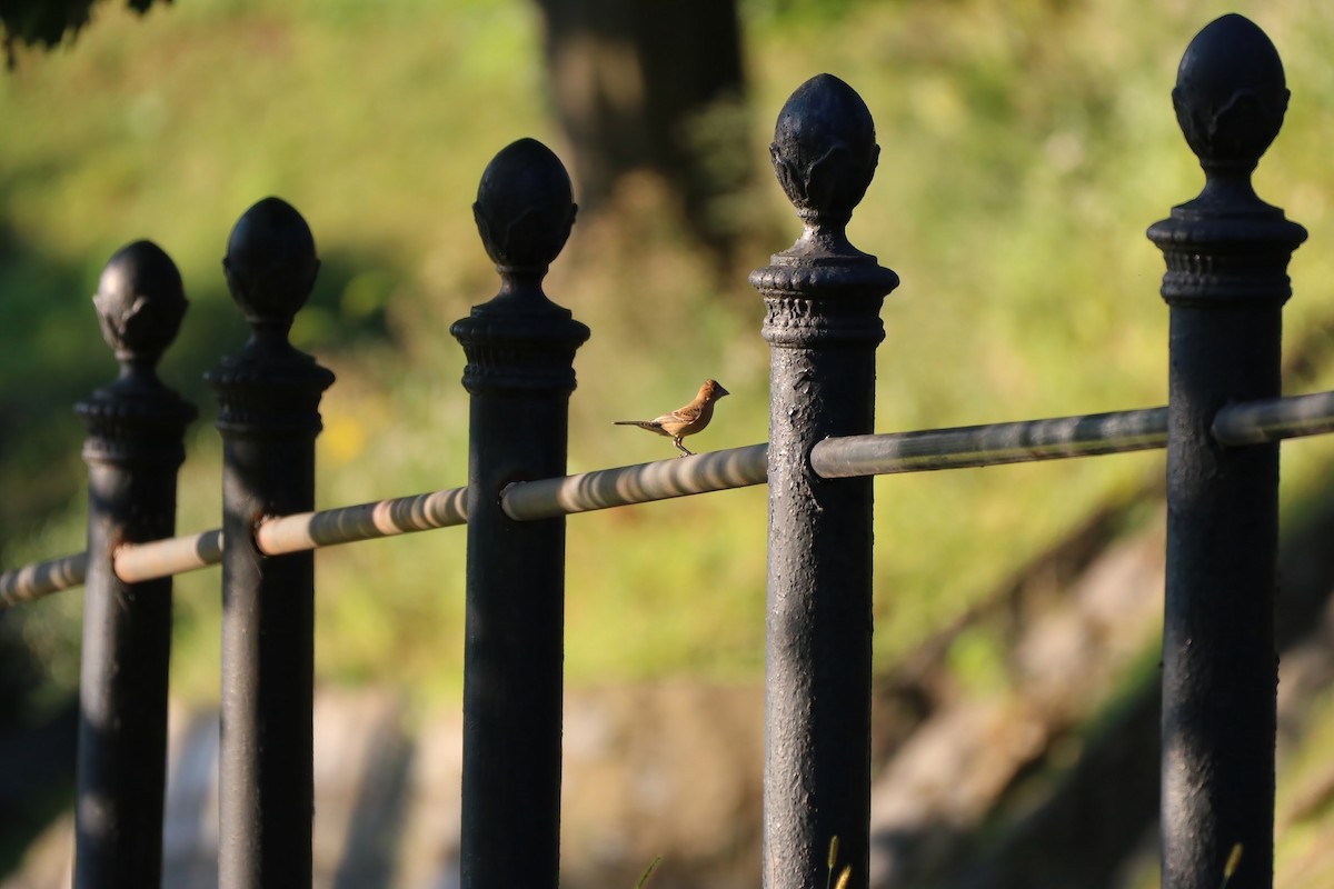 Blue Grosbeak - jordana m