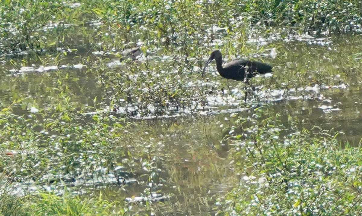 Ibis à face blanche - ML370628291