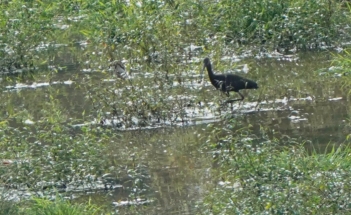 Ibis à face blanche - ML370628301